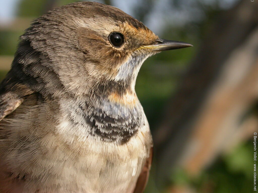 Bluethroat