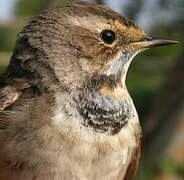 Bluethroat