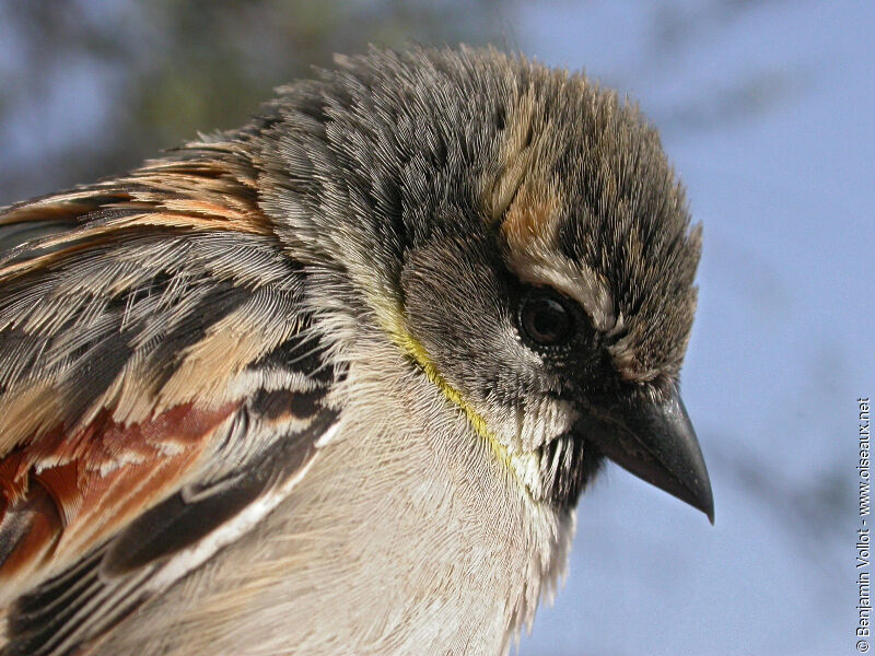 Dead Sea Sparrow