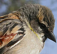 Dead Sea Sparrow