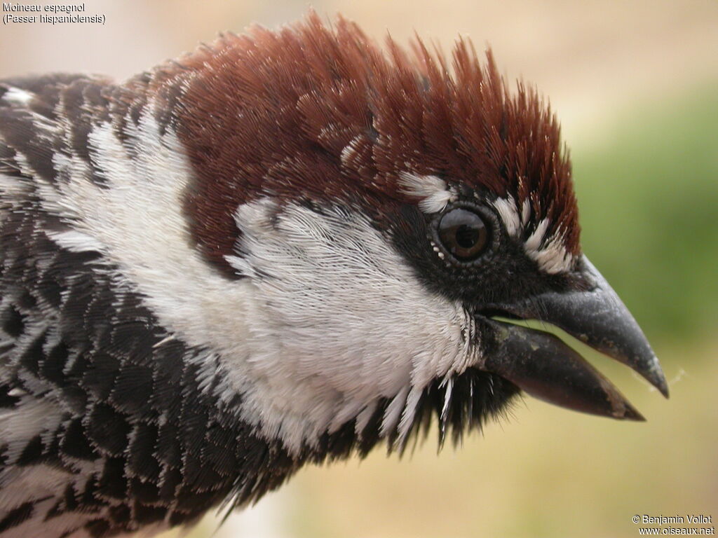 Spanish Sparrow