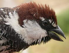 Spanish Sparrow