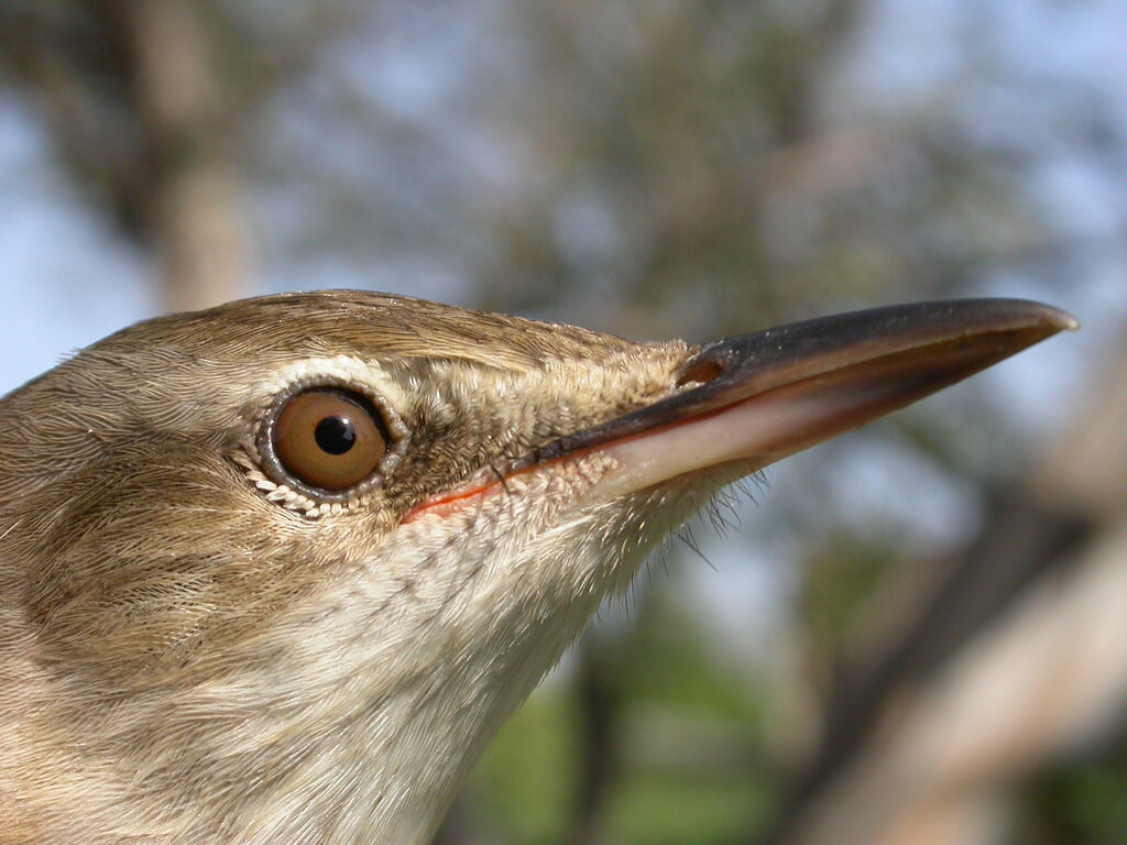 Great Reed Warbler