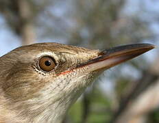 Great Reed Warbler