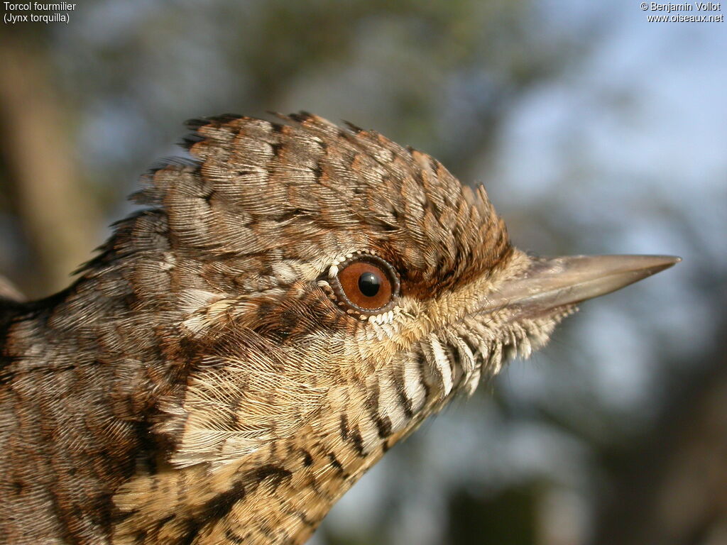 Eurasian Wryneck