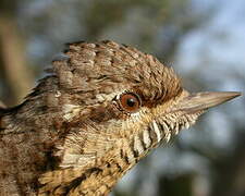 Eurasian Wryneck