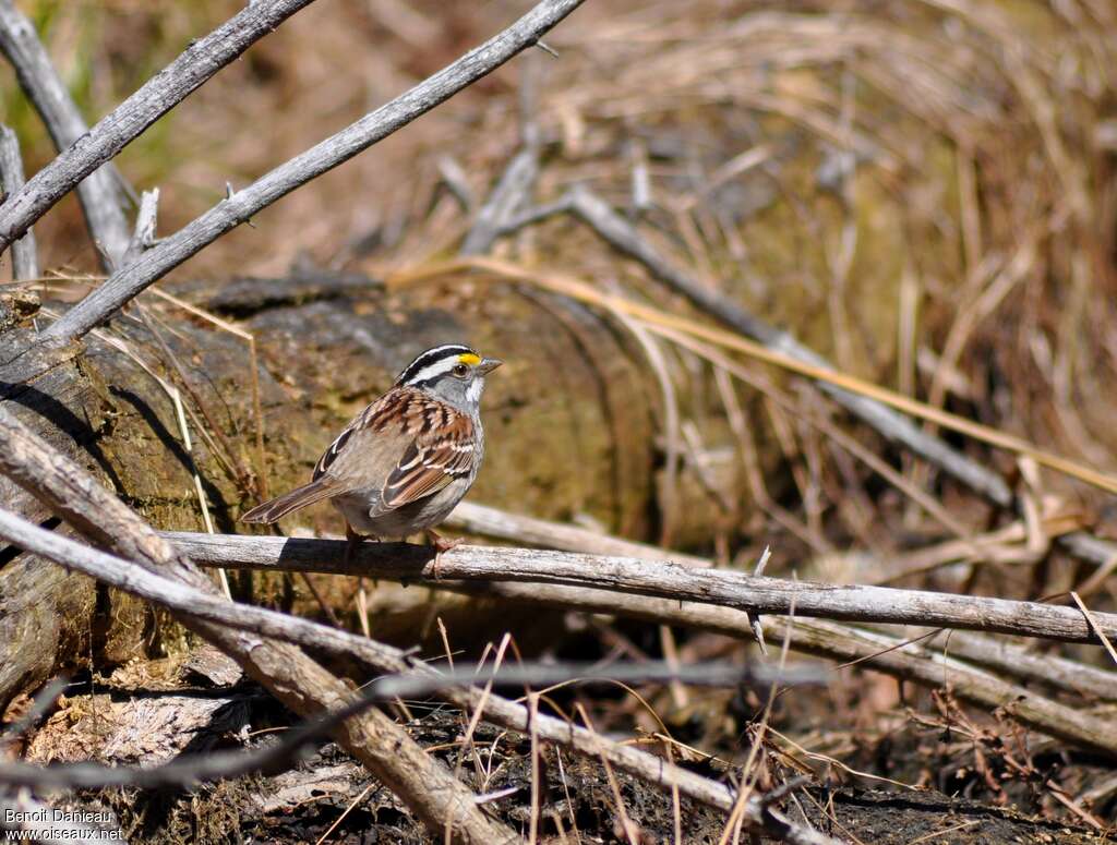 White-throated Sparrowadult, pigmentation