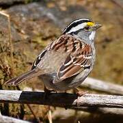 White-throated Sparrow