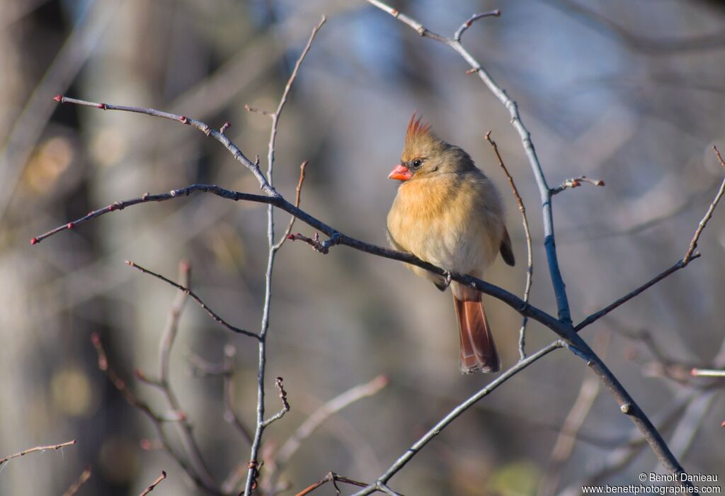 Cardinal rouge femelle