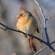 Northern Cardinal