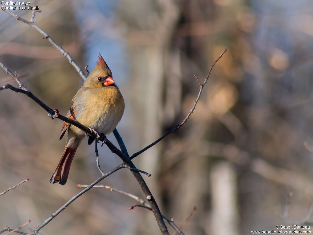 Cardinal rouge femelle