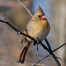 Cardinal rouge