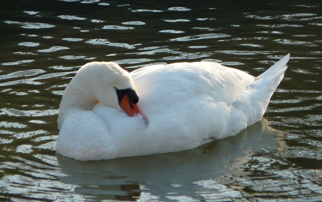 Cygne tuberculé