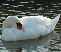 Mute Swan