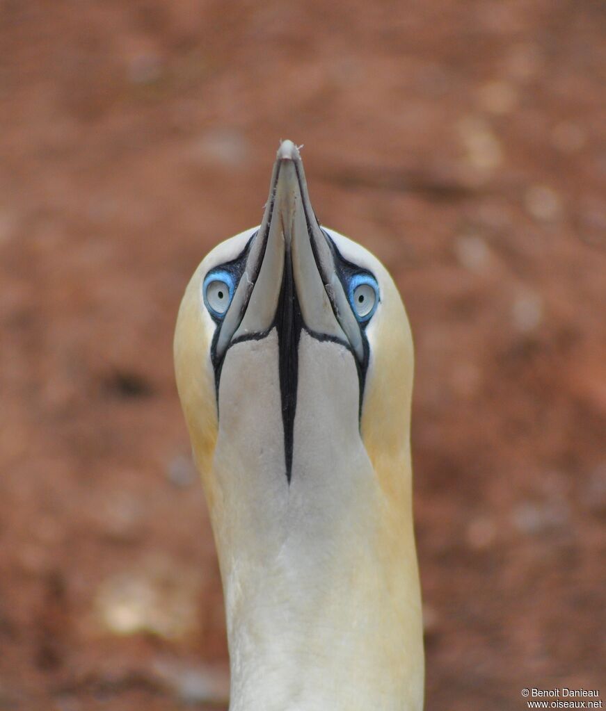 Northern Gannet