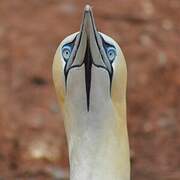 Northern Gannet