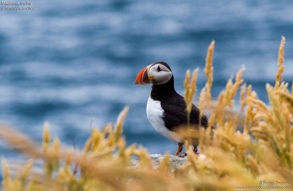 Atlantic Puffin