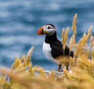 Atlantic Puffin