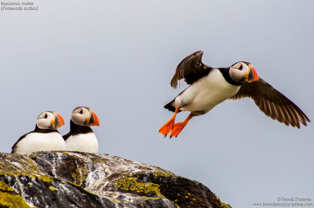 Atlantic Puffin