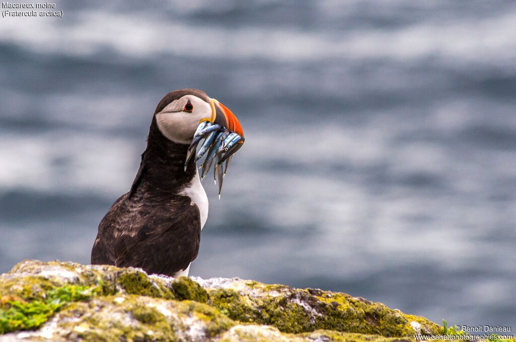 Atlantic Puffin