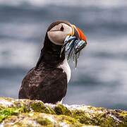 Atlantic Puffin