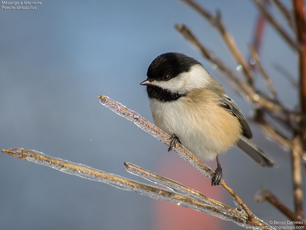 Black-capped Chickadeeadult