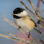 Black-capped Chickadee