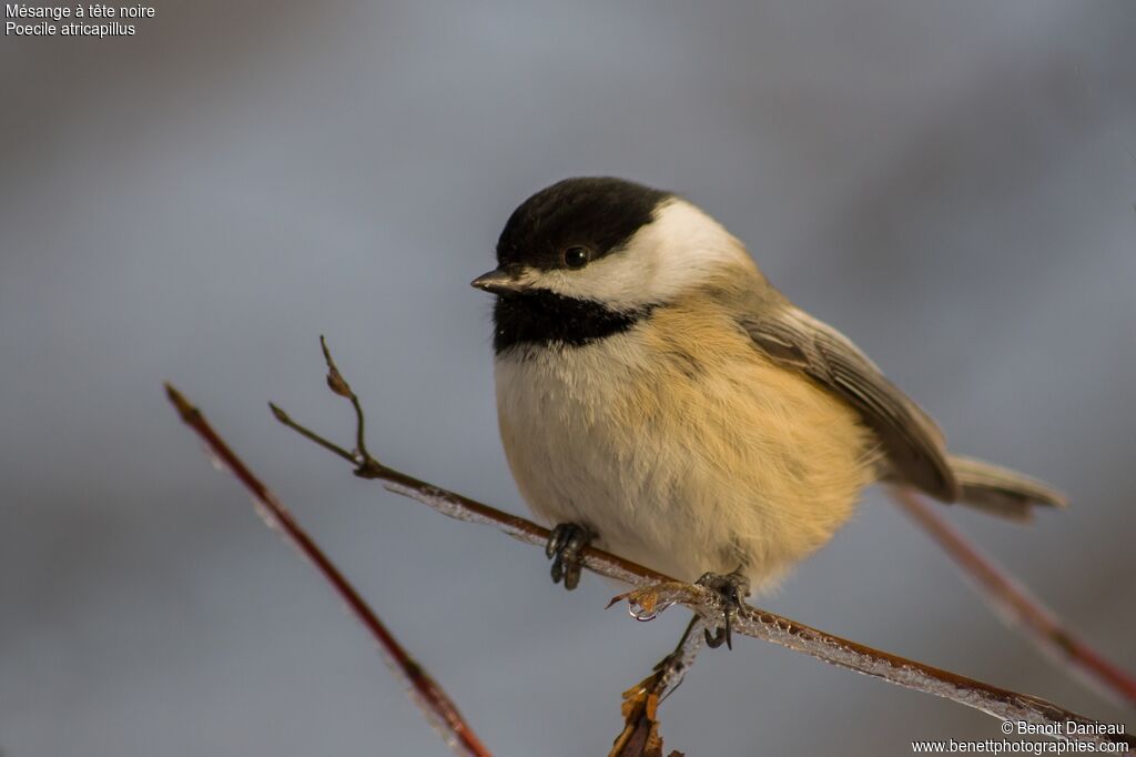 Black-capped Chickadeeadult