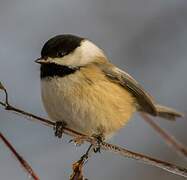 Mésange à tête noire