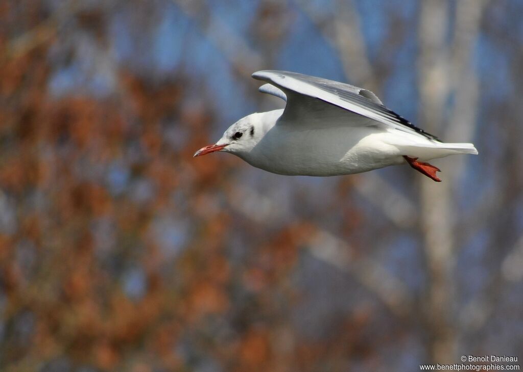 Black-headed Gulladult post breeding