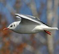 Mouette rieuse