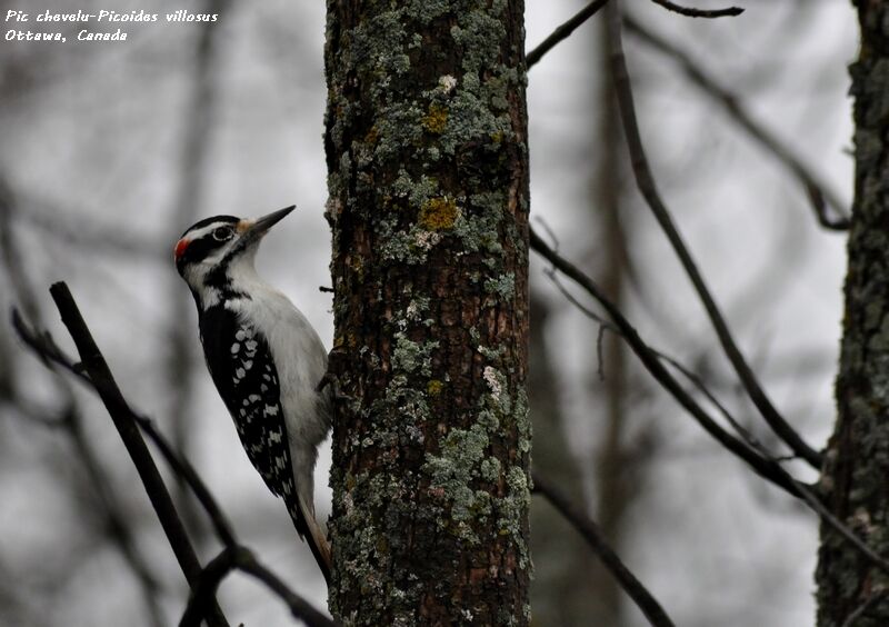 Hairy Woodpecker, feeding habits