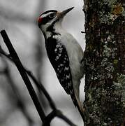 Hairy Woodpecker