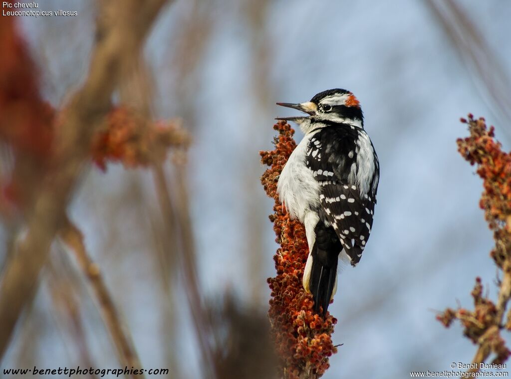 Hairy Woodpeckeradult