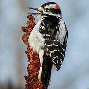 Hairy Woodpecker