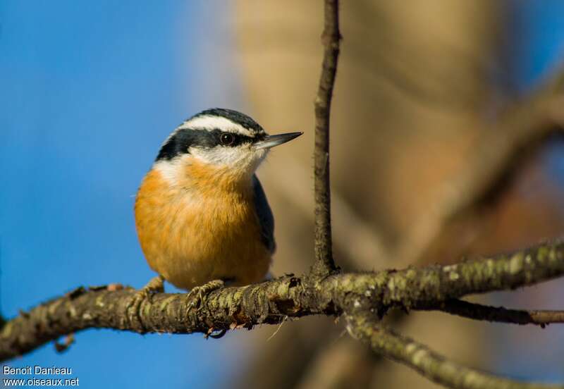 Red-breasted Nuthatchadult, close-up portrait