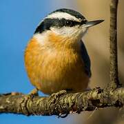 Red-breasted Nuthatch