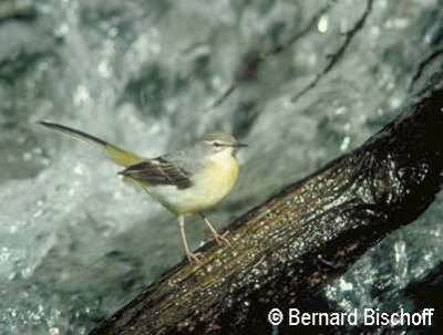 Grey Wagtail