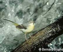 Grey Wagtail