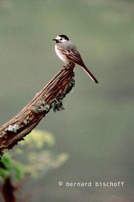 White Wagtail