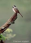 White Wagtail