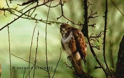 Common Buzzard