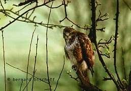 Common Buzzard