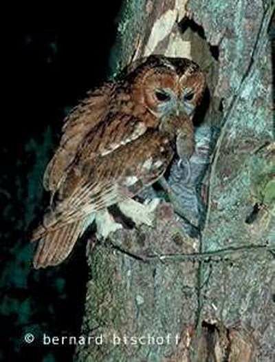 Tawny Owl