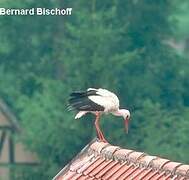 Cigogne blanche