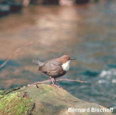 White-throated Dipper