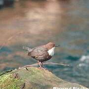 White-throated Dipper