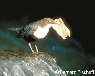 White-throated Dipper