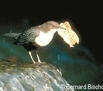 White-throated Dipper