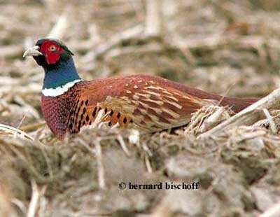 Common Pheasant